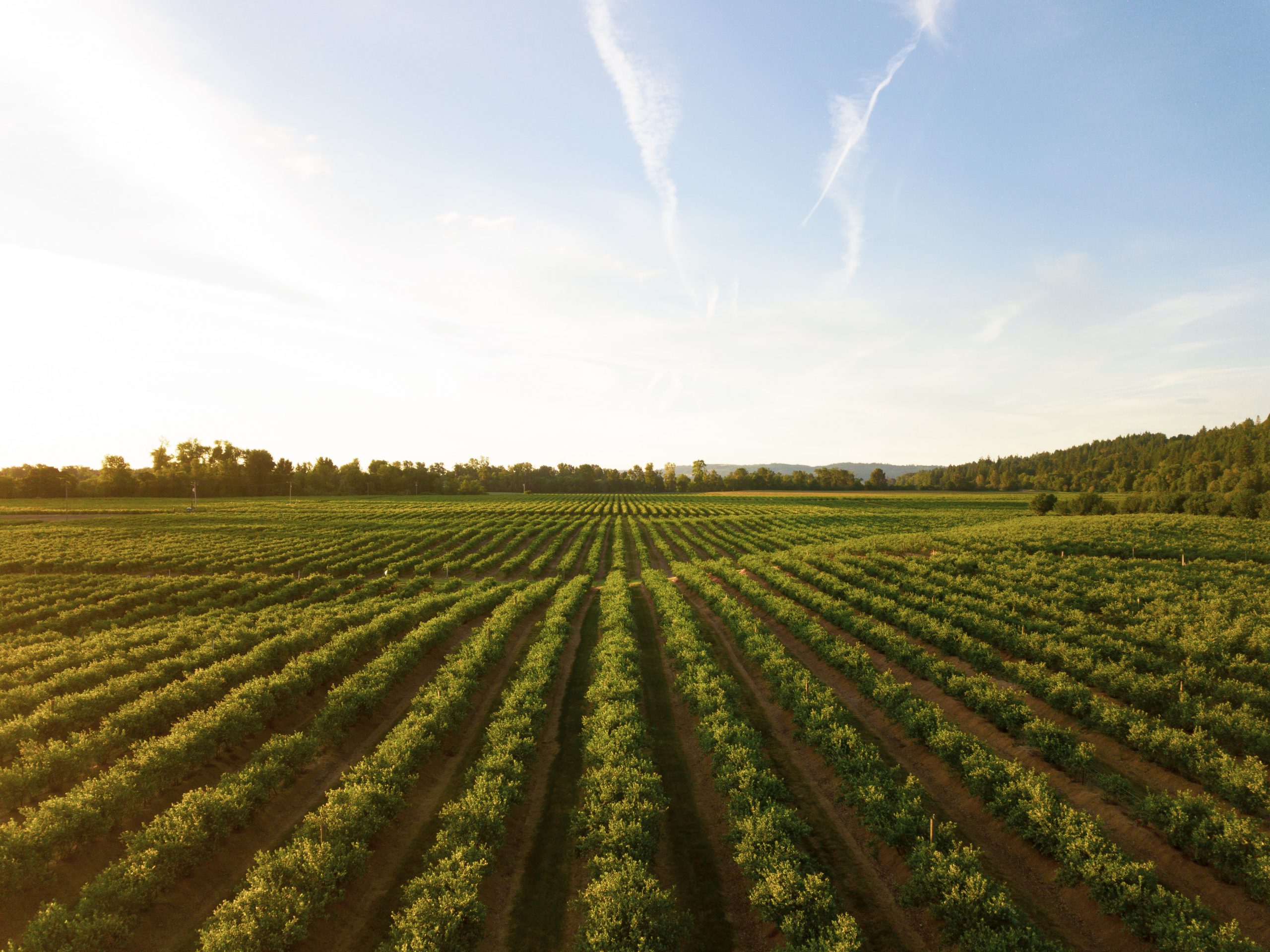 Image of rolling green fields in Kansas. Contact us today for a consultation.