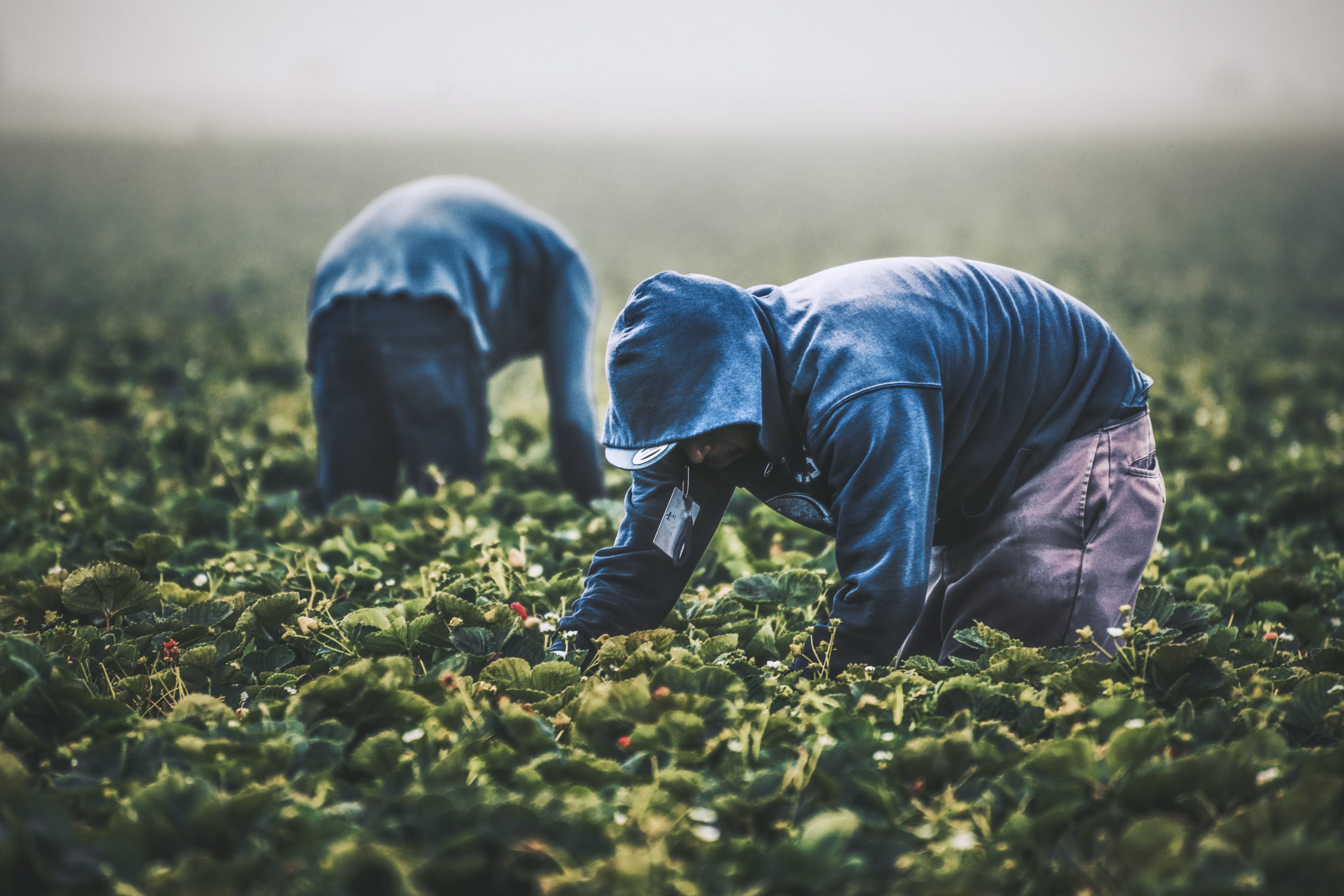 Image of two migrant land workers in a field