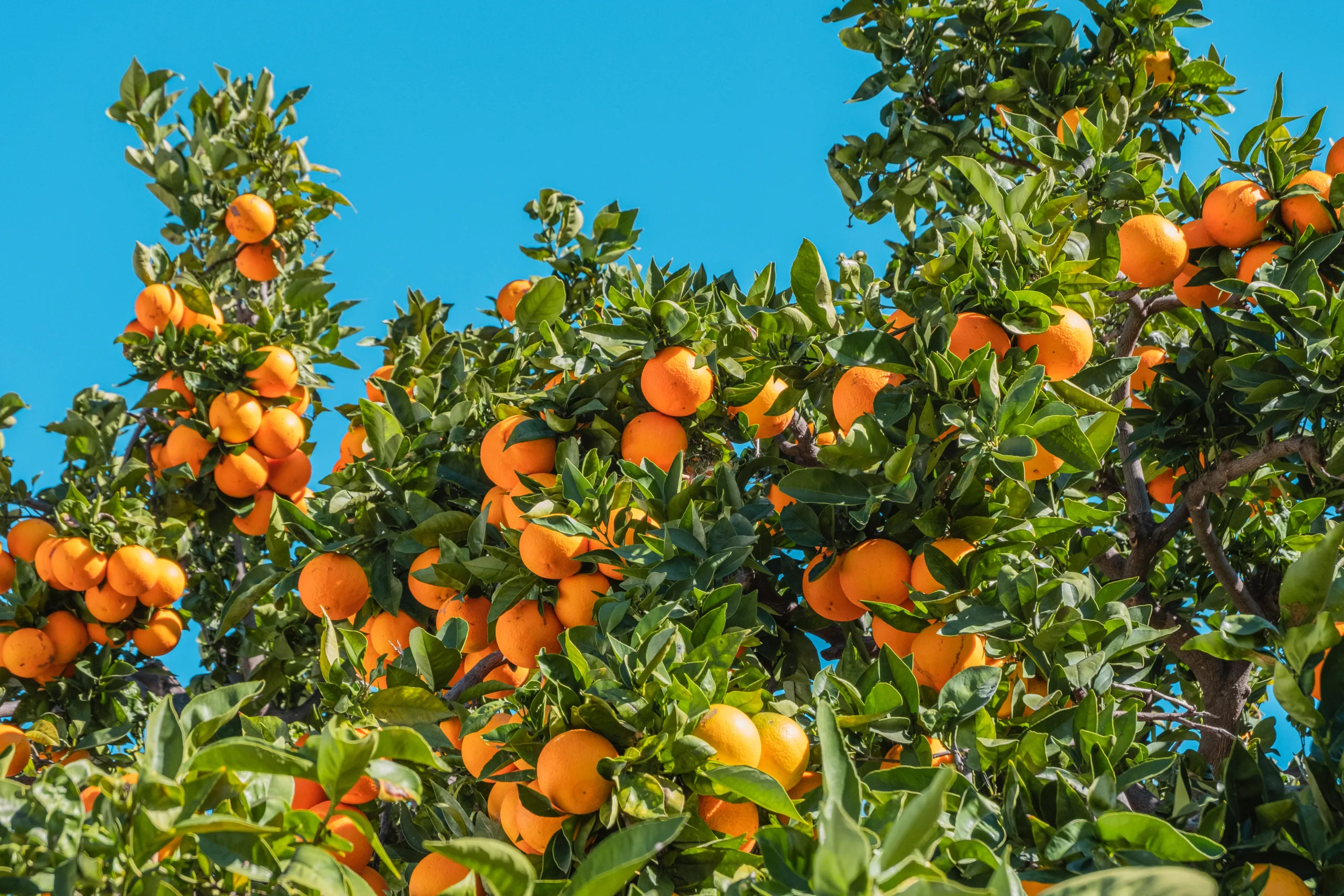 Image of oranges against a blue sky in Florida